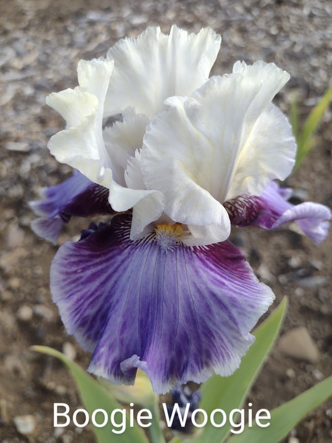 Boogie Woogie (Rebloom)