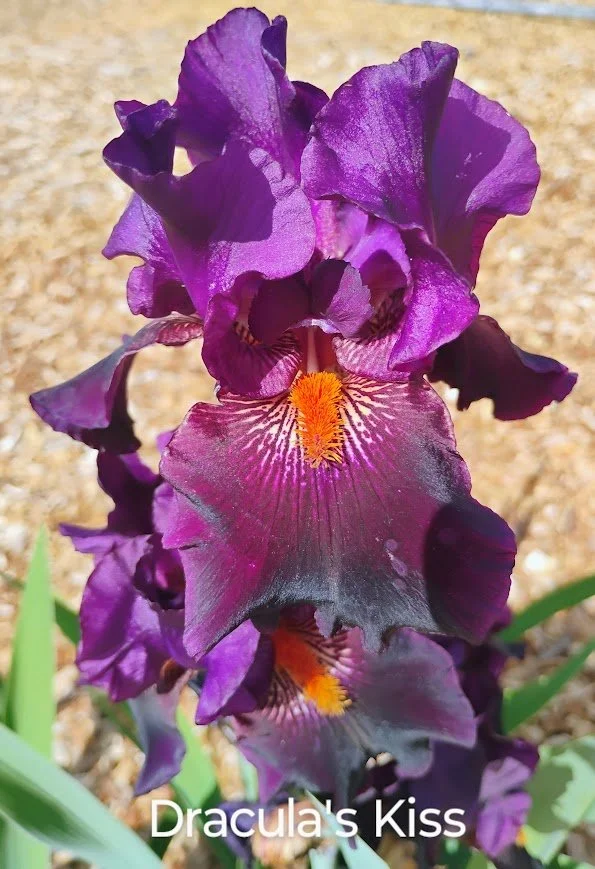 Dracula's Kiss (Rebloomer)