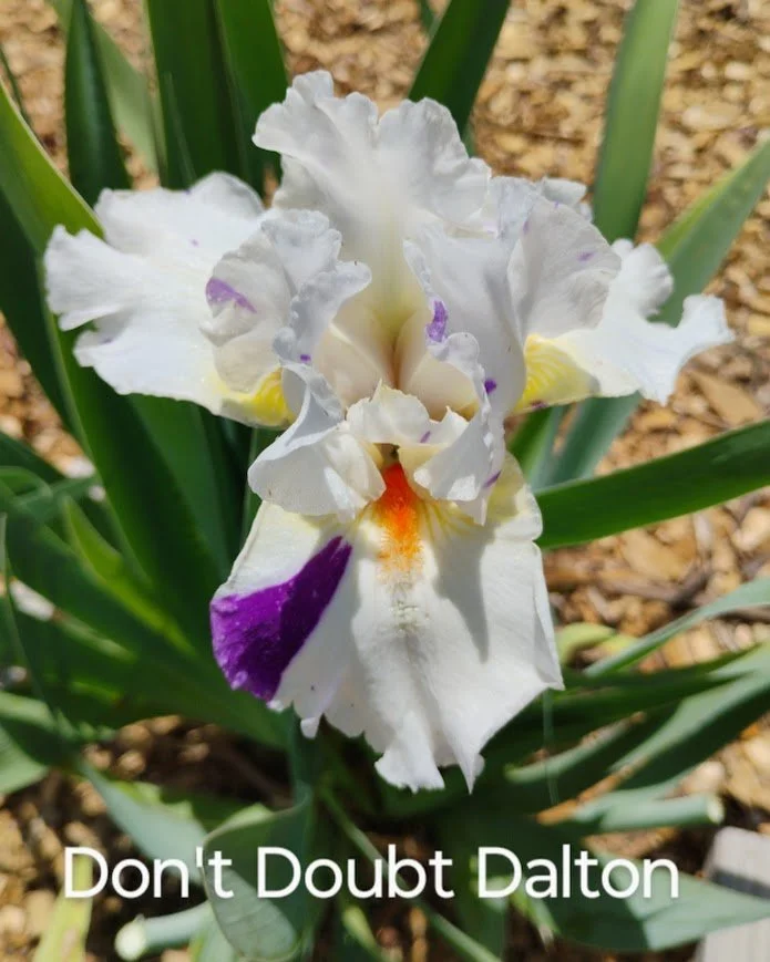 Don't Doubt Dalton (Novelty Iris) Dykes Medal Award 2023