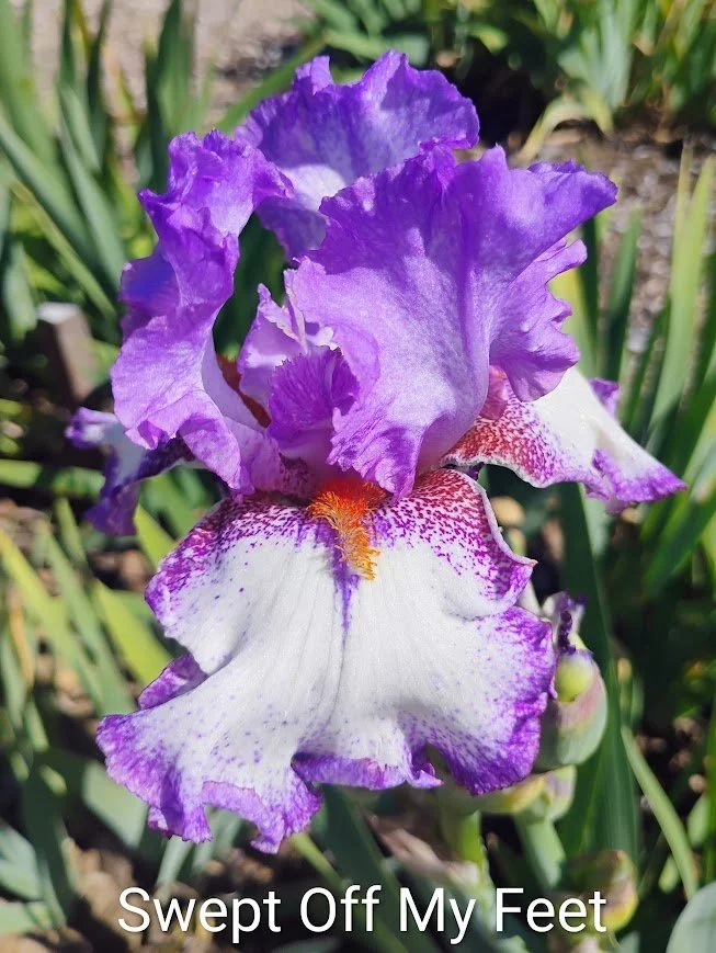 Swept Off My Feet (Rebloom)