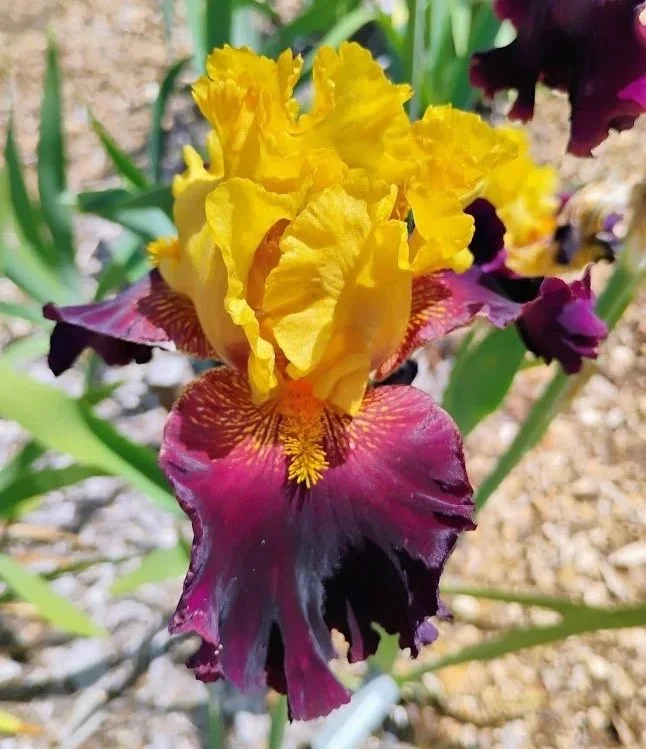 Tropical+Garden.jpg