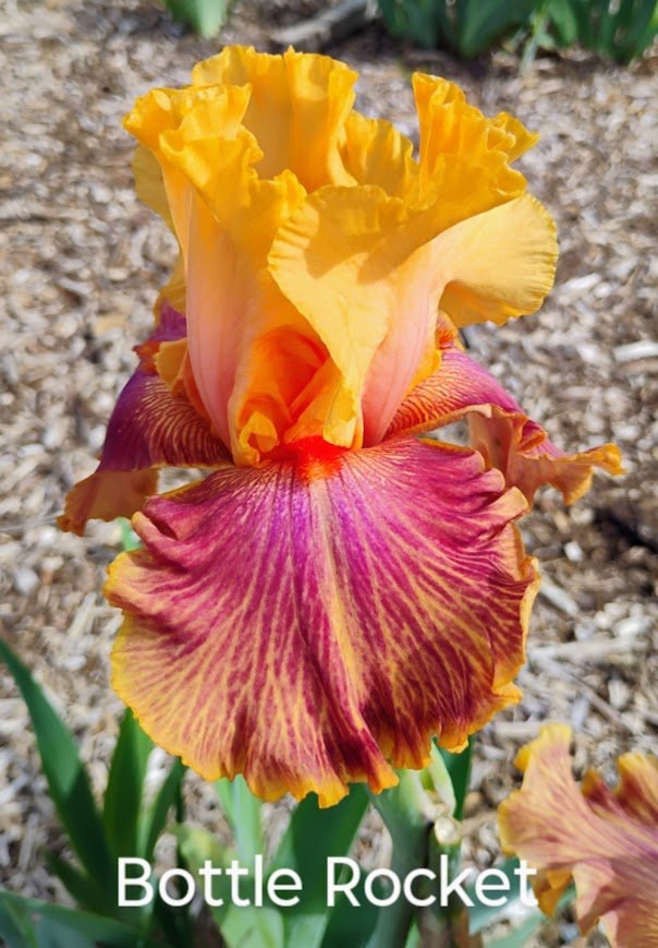 Bottle Rocket (Rebloom) American Dykes Medal 2019