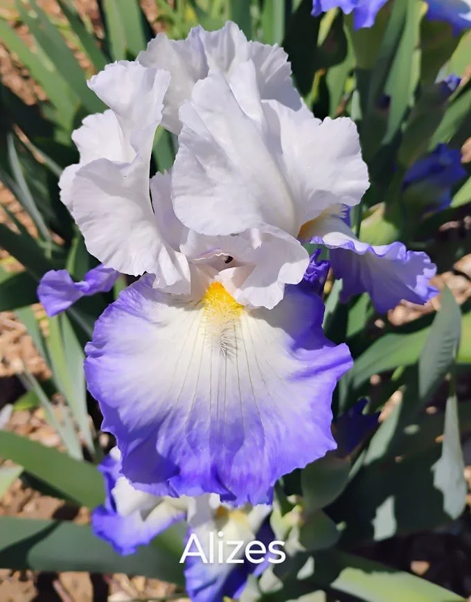 Alizes (Rebloom)