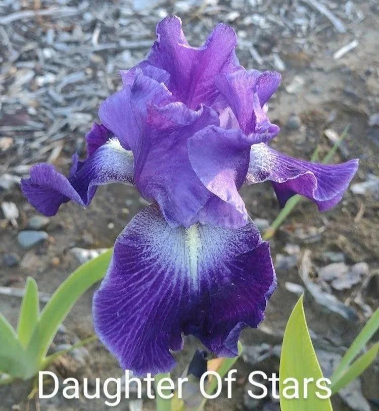 Daughter+Of+Stars+%28Rebloomer%29.jpg