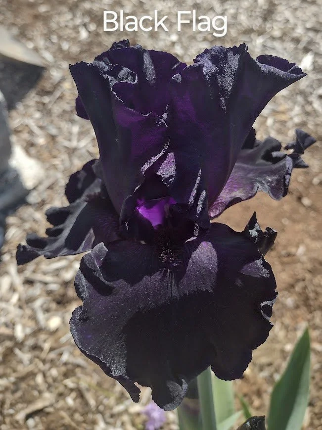 Black Flag (Rebloom)