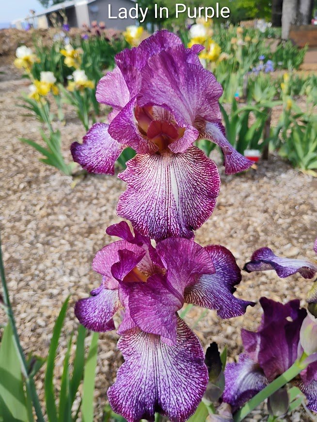 Lady In Purple (Purple Base Foliage)