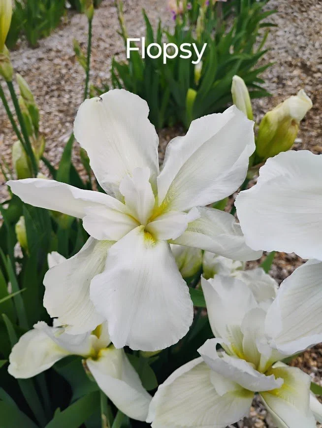 Flopsy (Novelty - Flattie)