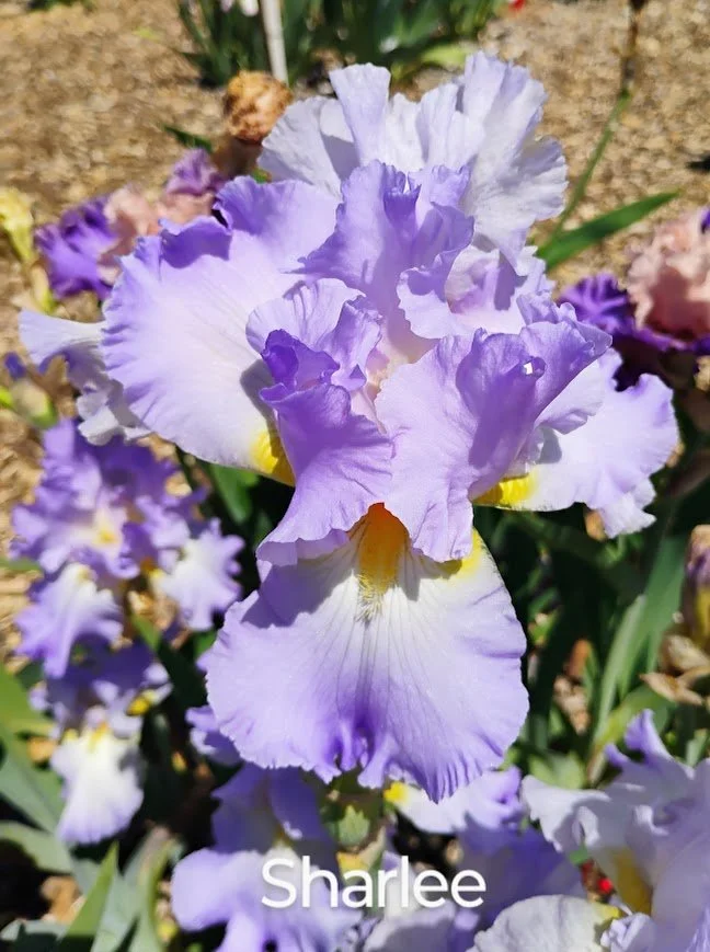 Sharlee (Rebloom)
