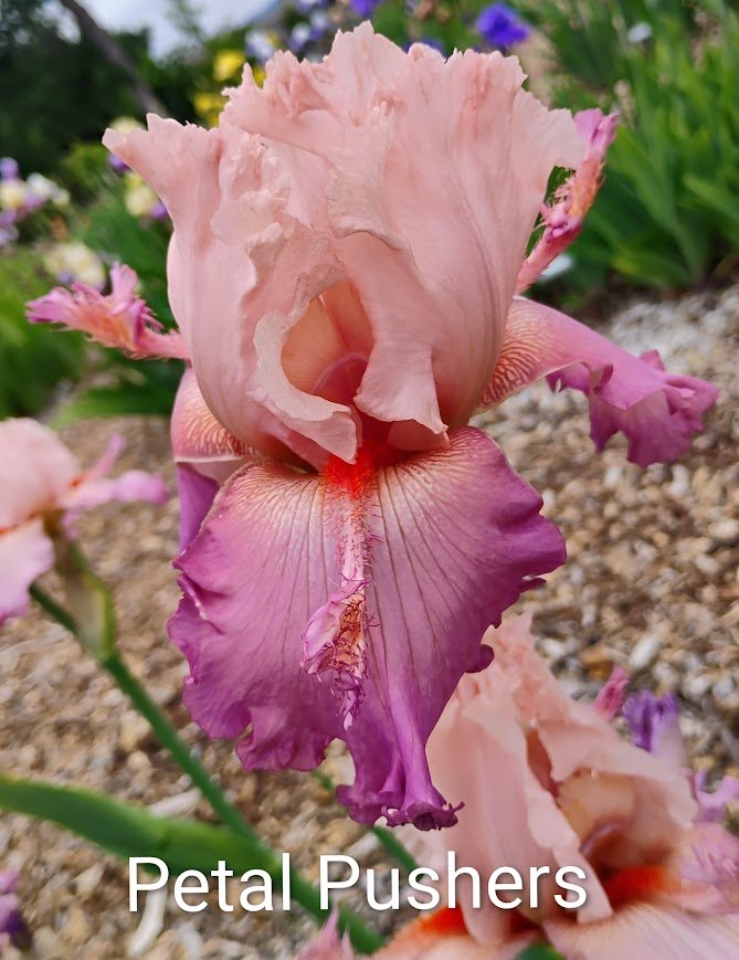 Petal Pushers (Flounces)