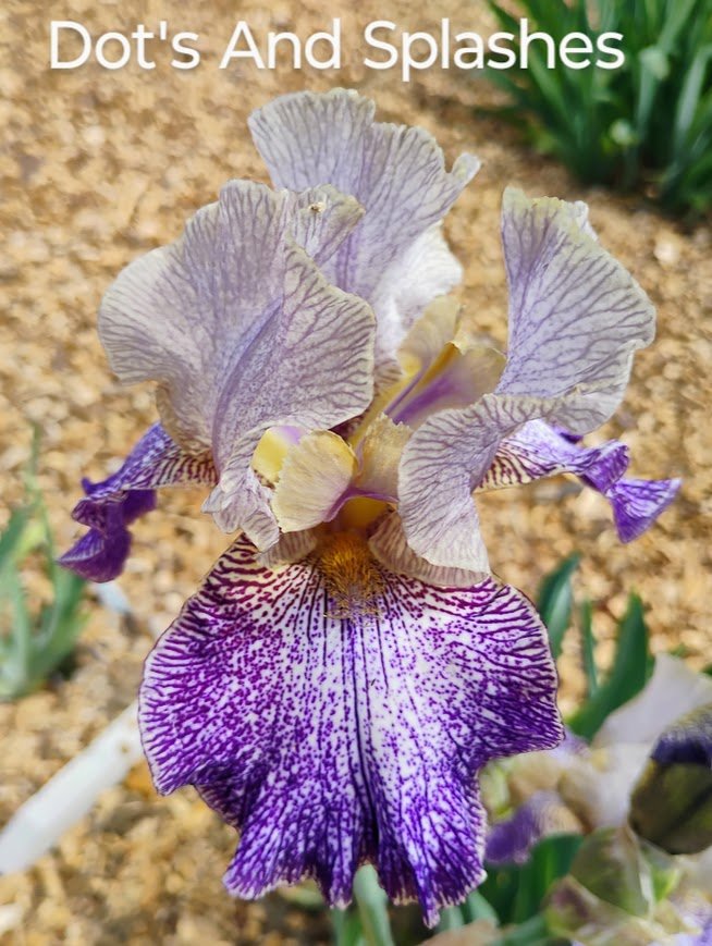 Dots And Splashes (Rebloom)