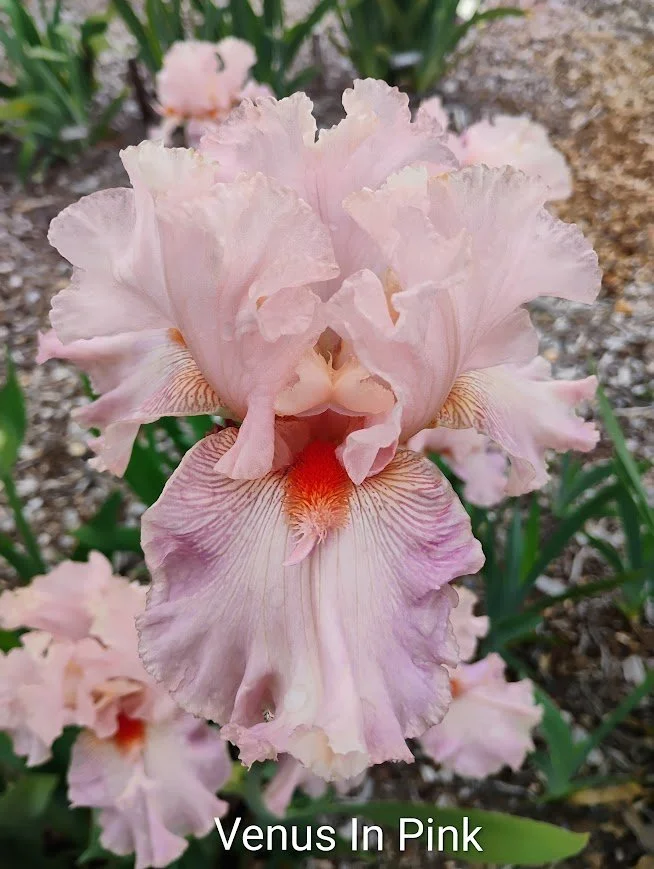 Venus In Pink (Horns)