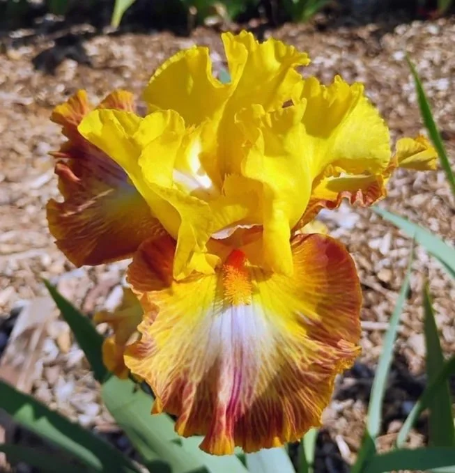 Radiant+Caterpillar.jpg