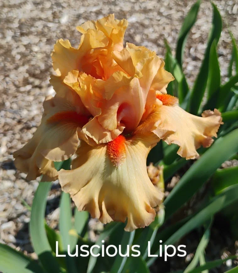 Luscious Lips