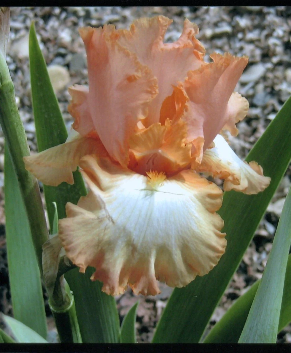 Barbara My Love (Rebloom)