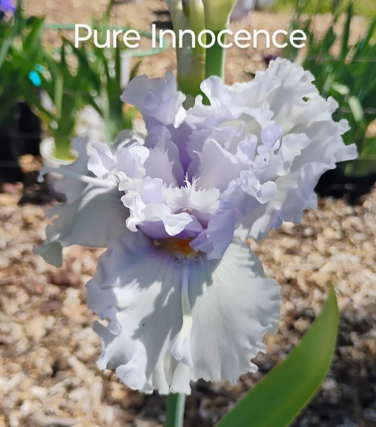 Pure Innocence (Flounces)