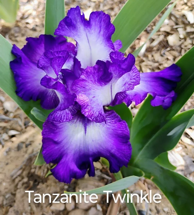Tanzanite Twinkle
