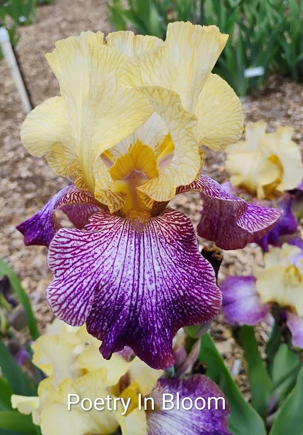 Poetry In Bloom (Rebloomer)