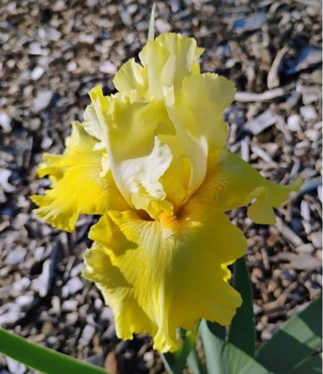 Golden+Immortal+%28Rebloomer%29.jpg