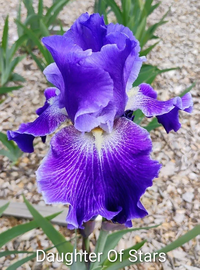Daughter Of Stars (Rebloom) (Wister Medal 2007)