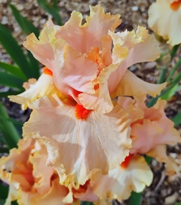 Tangerine+Dream+%283%29.jpg
