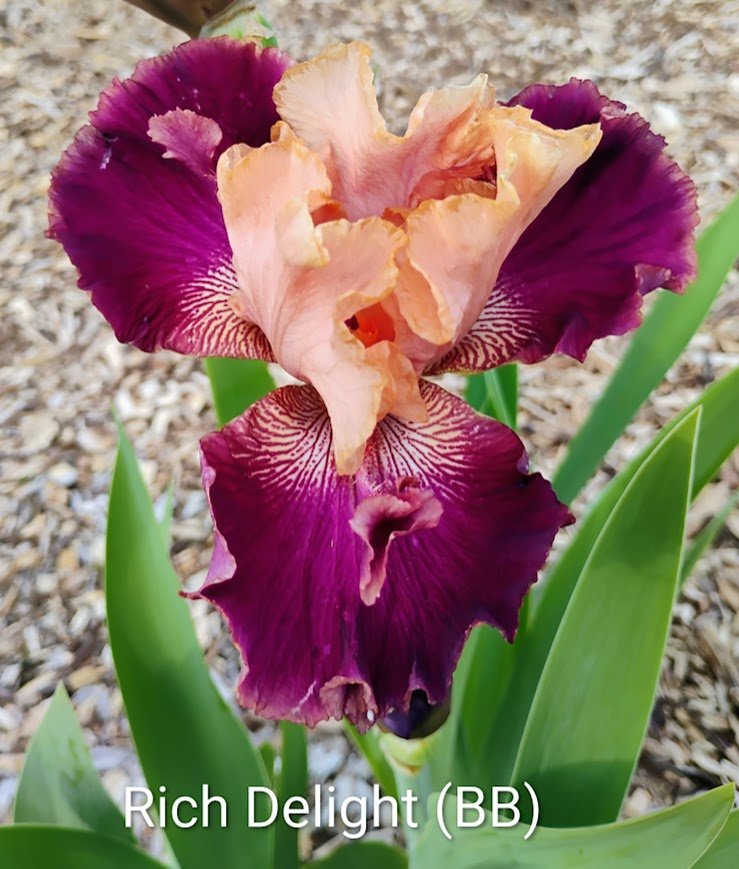 Rich Delight (Border Bearded) (Spoons)