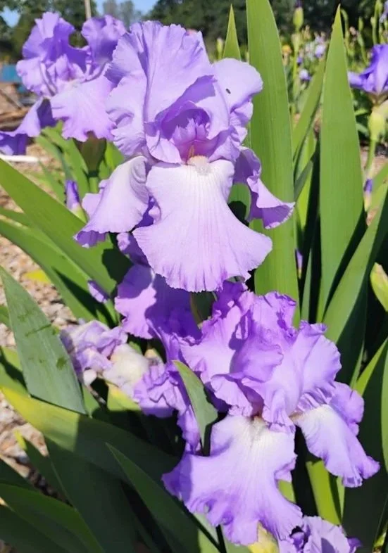 Orchidarium+%282%29.jpg