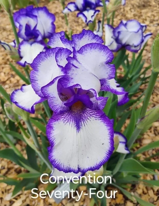 Convention+Seventy-Four+%282%29.jpg