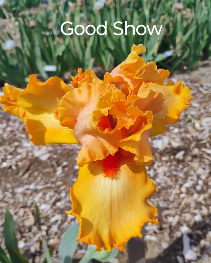 Good Show