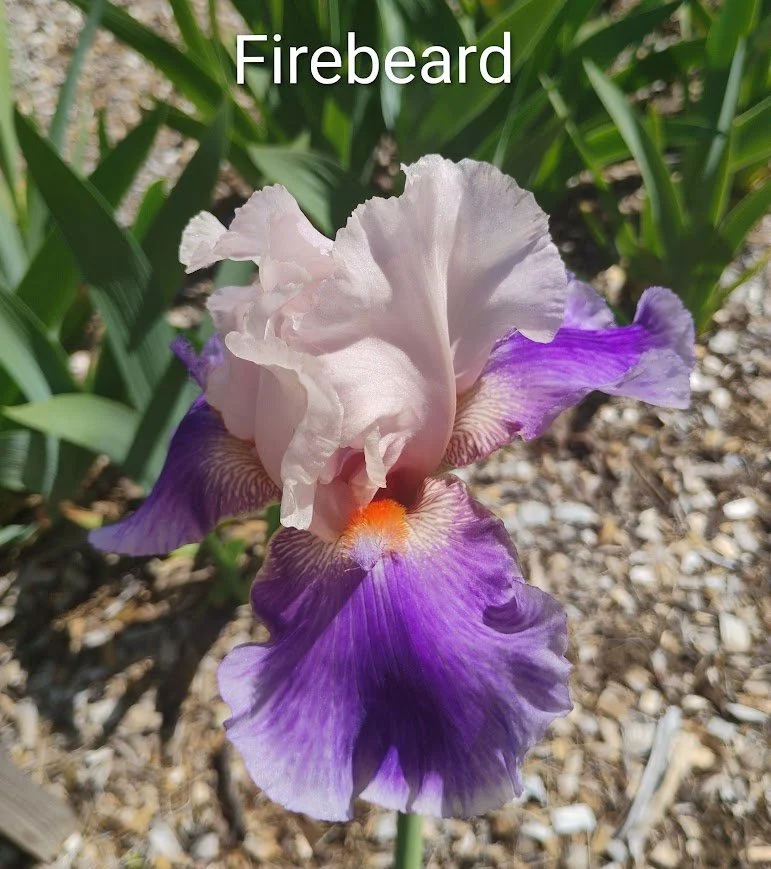 Firebeard (Rebloomer)