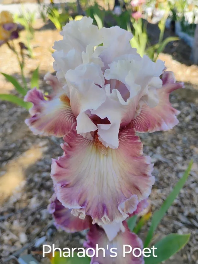 Pharaoh's Poet
