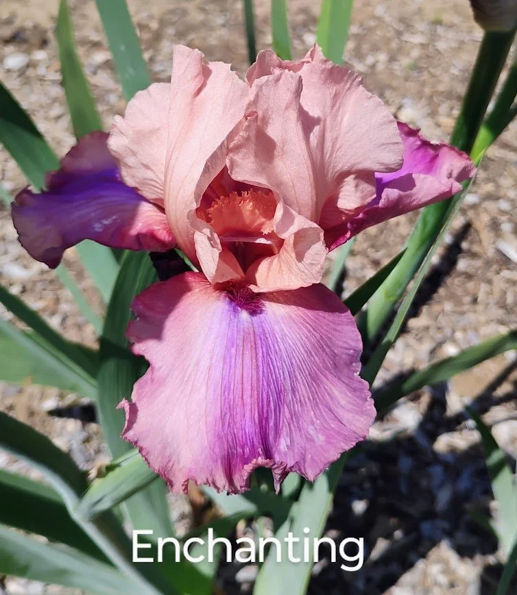 Enchanting