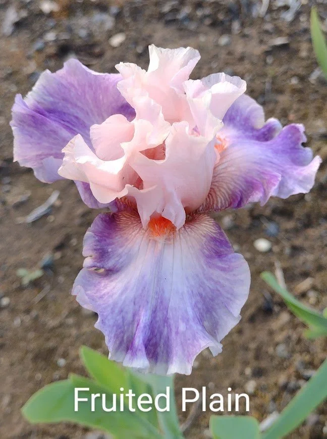 Fruited Plain (Rebloomer)