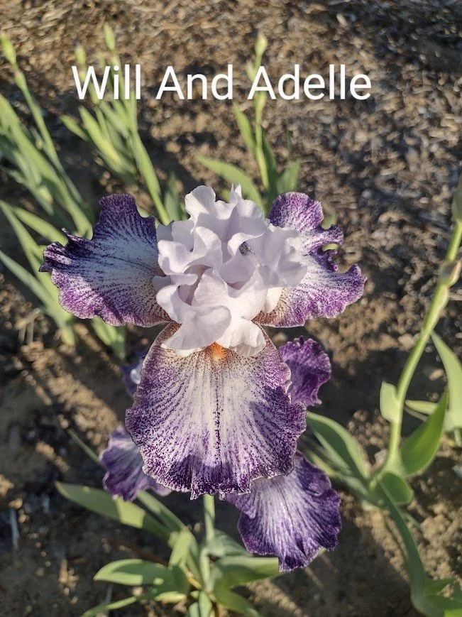 Will And Adelle
