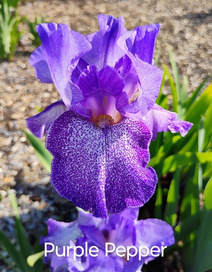 Purple Pepper