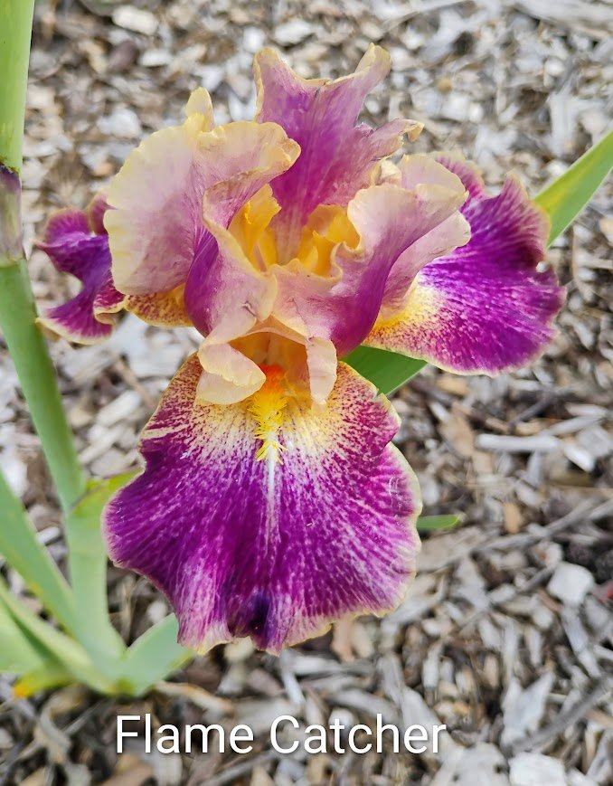 Flame Catcher (Luminata)