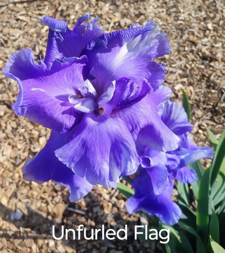 Unfurled Flag (Novelty & Rebloom)