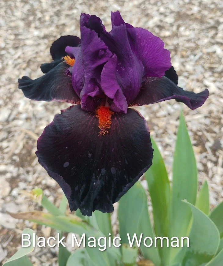 Black Magic Woman