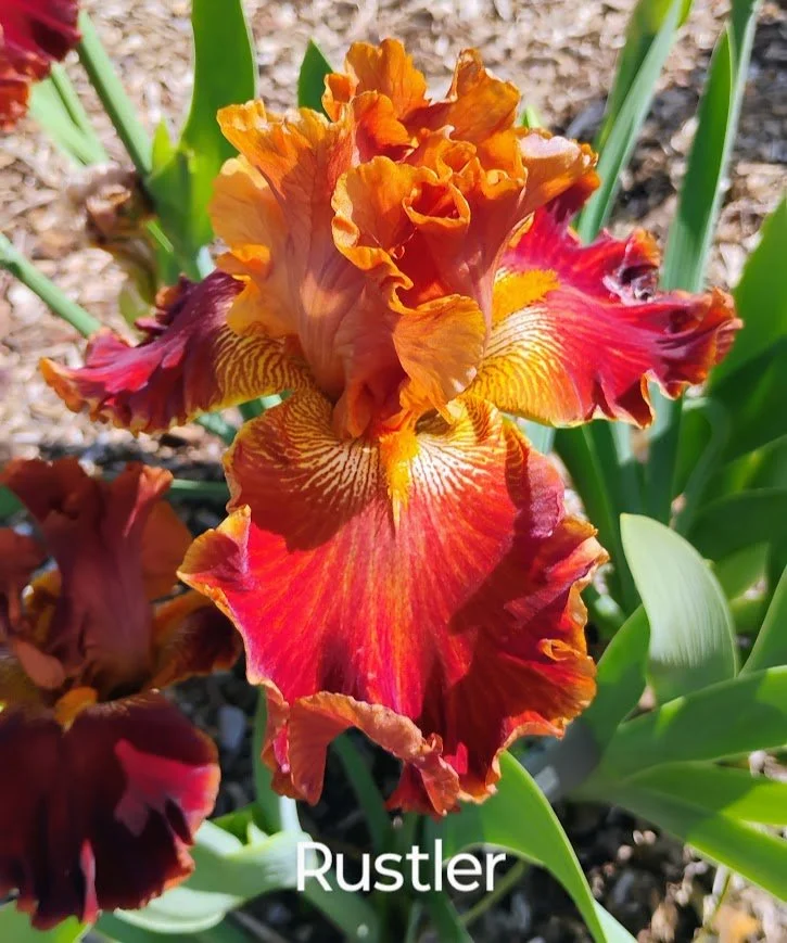 Rustler (Rebloom)