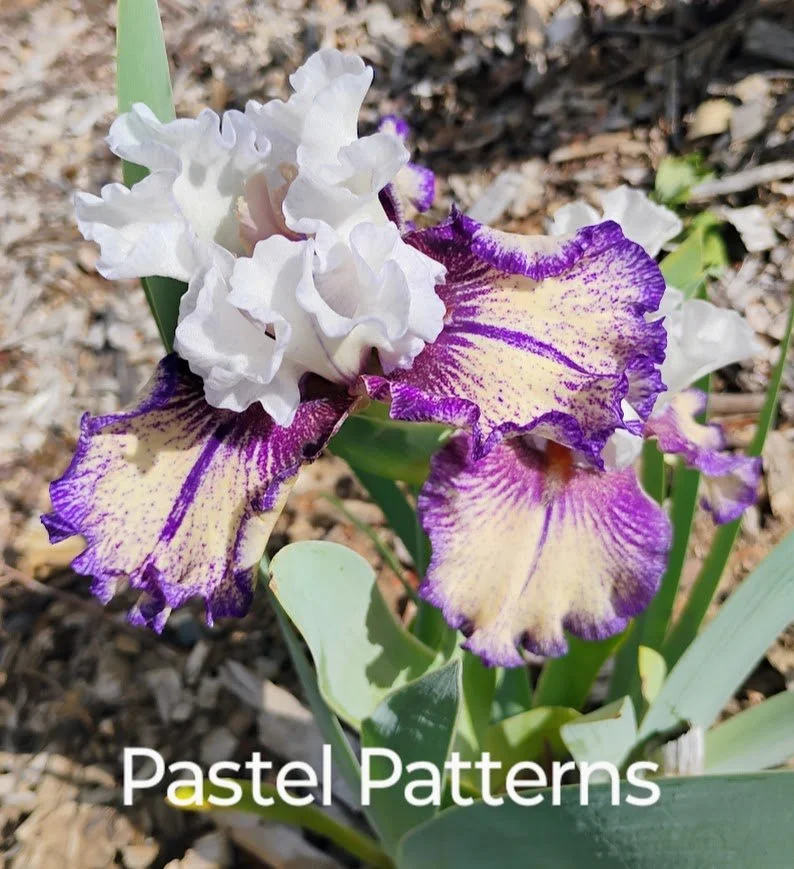 Pastel Patterns