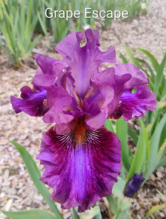 Grape Escape (Rebloomer)