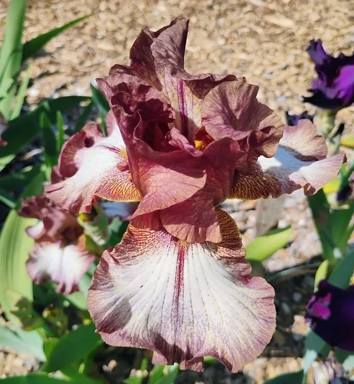 Ruffled+Feathers.jpg