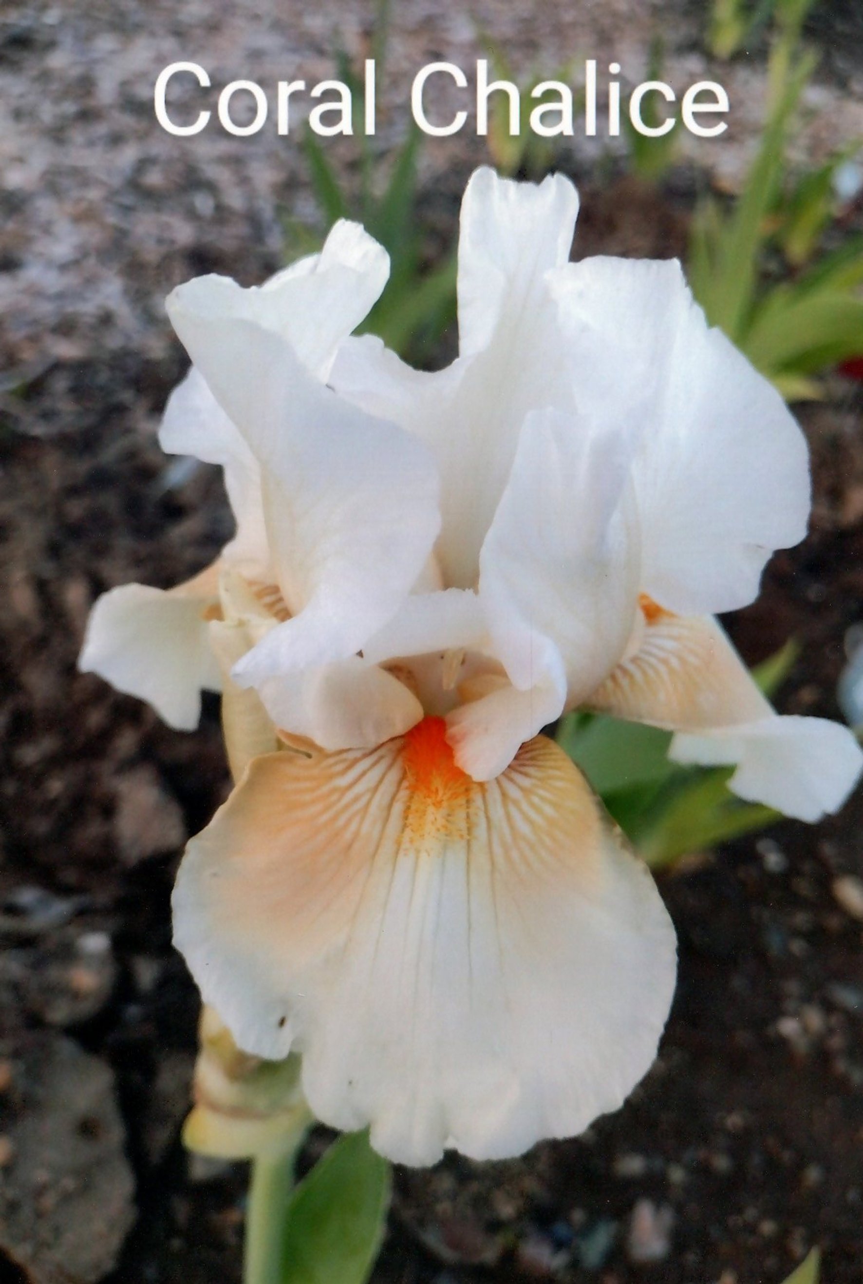 Coral Chalice (Rebloomer)