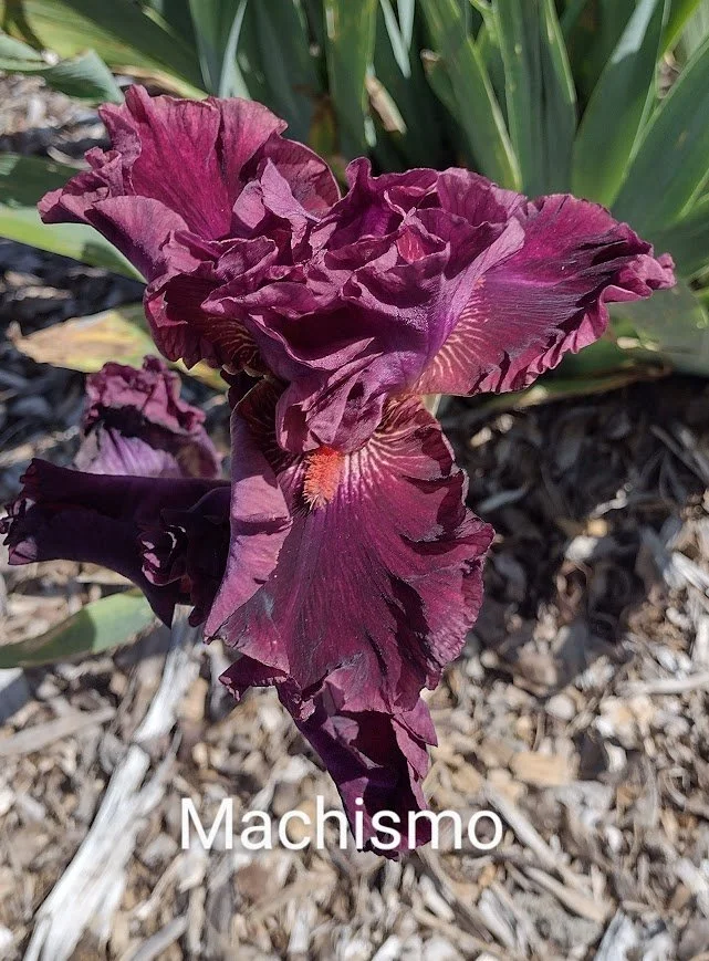 Machismo