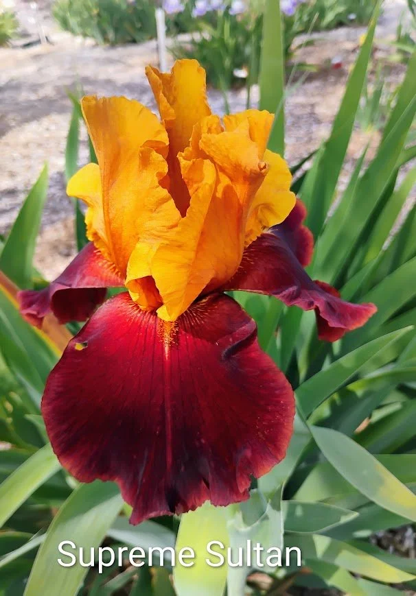 Supreme Sultan (Rebloom)