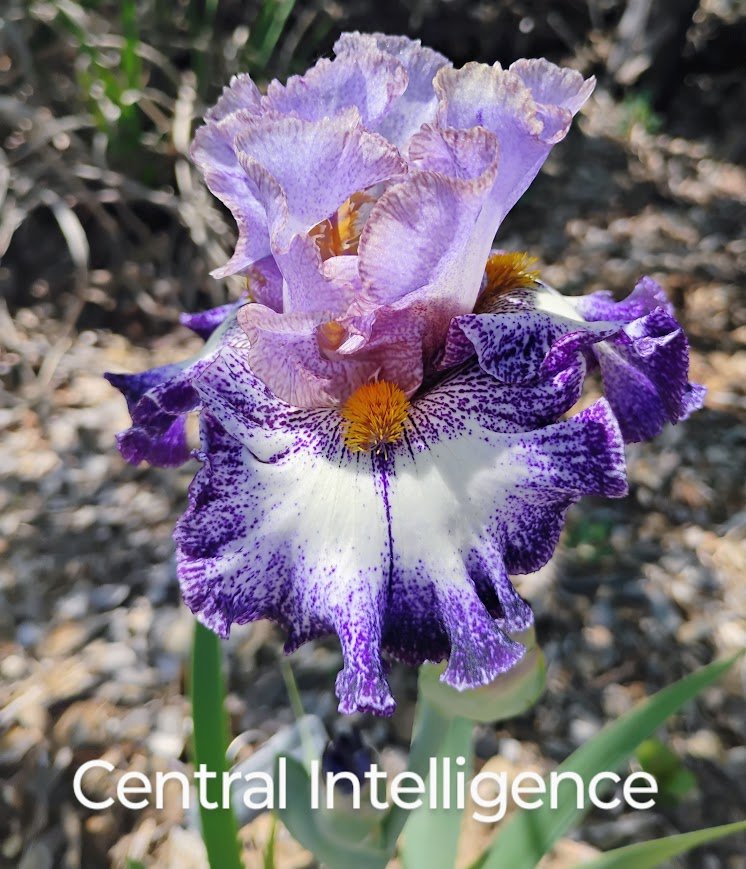 Central Intelligence