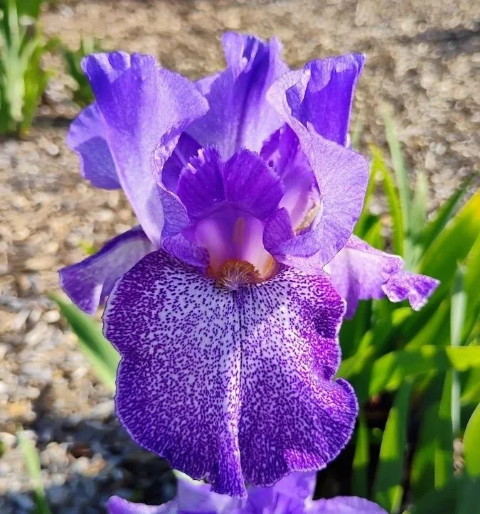 Purple+Pepper+%284%29.jpg