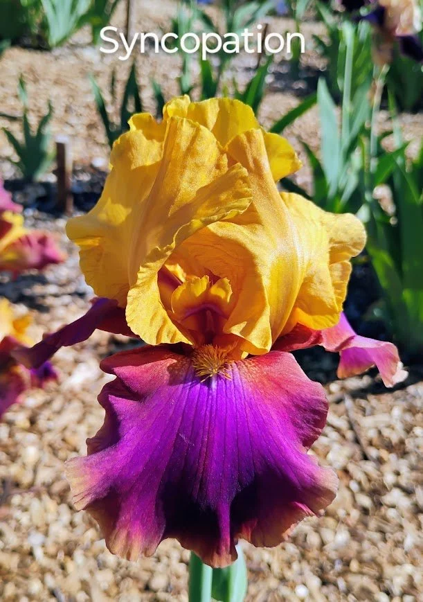 Syncopation (Rebloom)