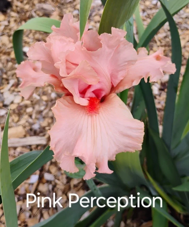 Pink Perception