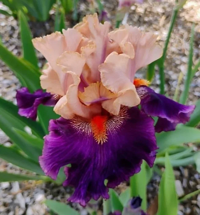Petal+Palooza.jpg