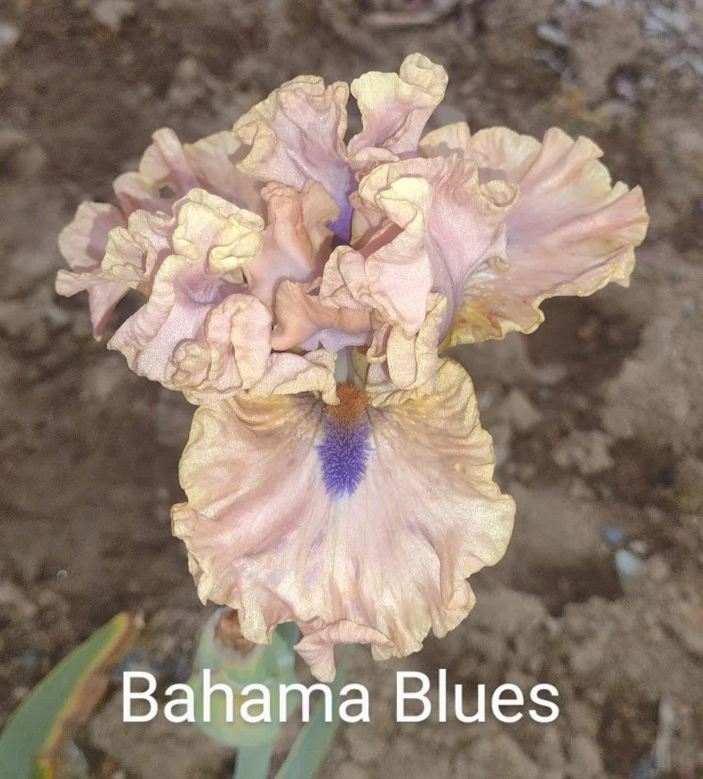 Bahama Blues (IB) (Rebloomer)